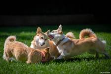 Julien SESIA - Julien-Sésia-Photographie©